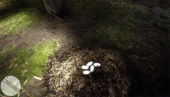 25 яиц аллигатора - Яйца аллигатора находятся в области, показанной на экране выше - Red Dead Redemption 2: экзотические предметы - Все задания, карты, сайты, советы - Секреты и коллекционные предметы - Руководство по Red Dead Redemption 2